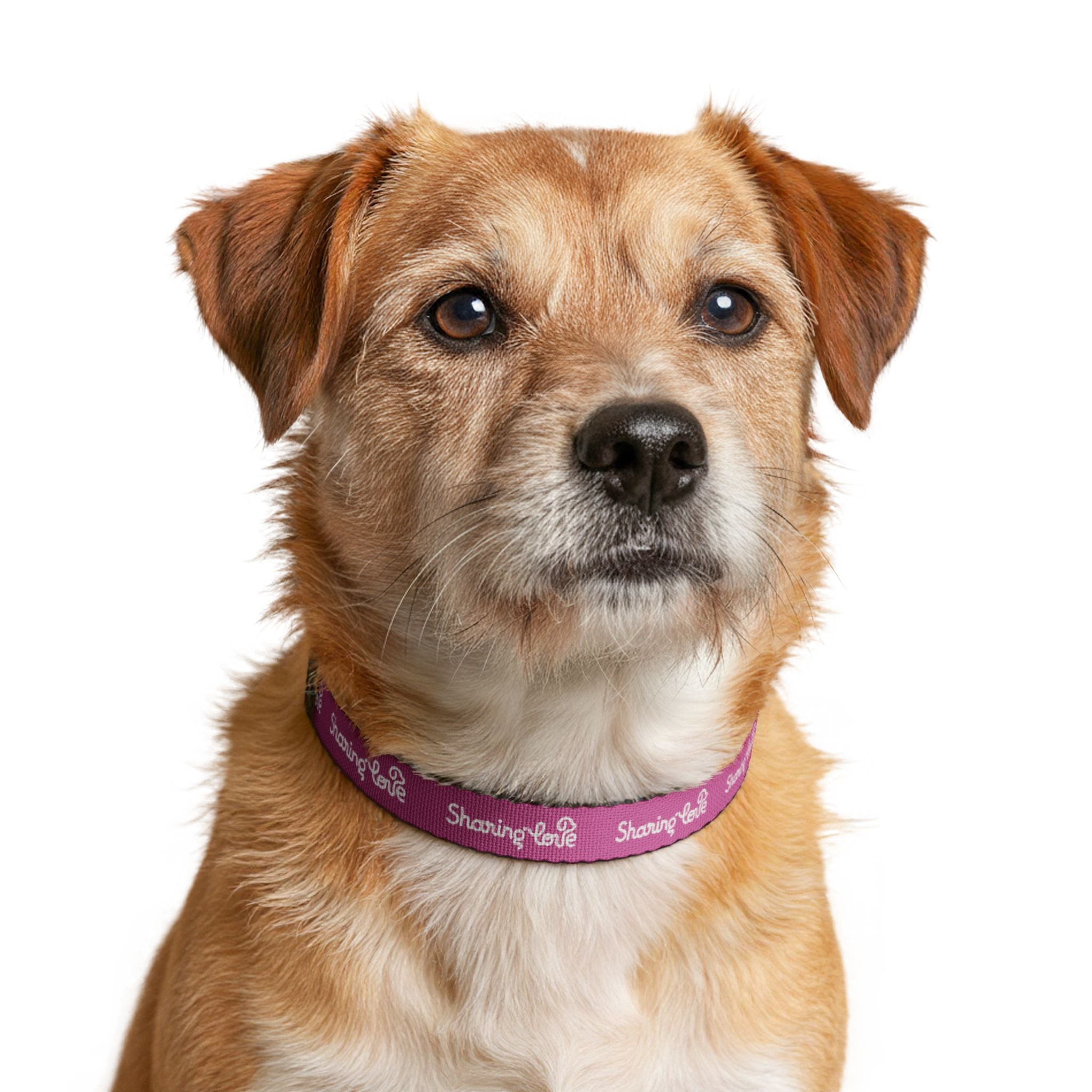Clip-on Pet Collar — Pink “Sharing Love” Adjustable Dog Collar